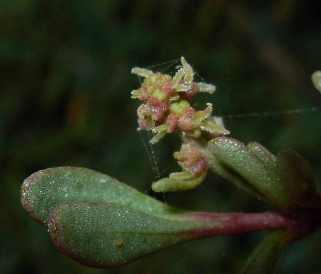 Halimione portulacoides / Atriplice portulacoide